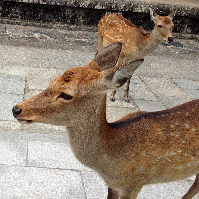 奈良の鹿